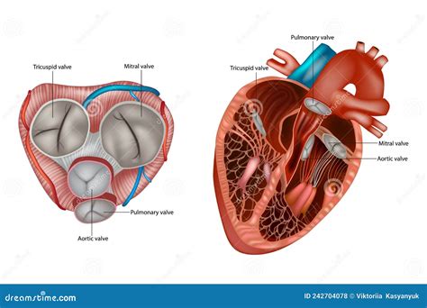 Structure Of The Heart Valves Anatomy. Mitral Valve, Pulmonary Valve, Aortic Valve And The ...