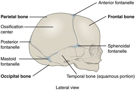 This figure shows the lateral view of the newborn skull with the major parts labeled.
