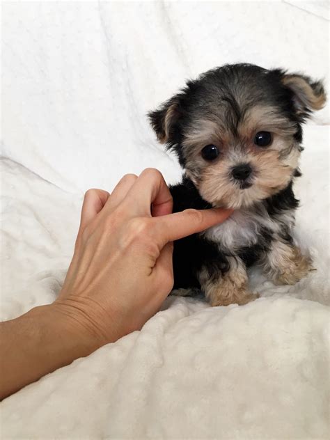 Teacup Morkie Puppy! - iHeartTeacups