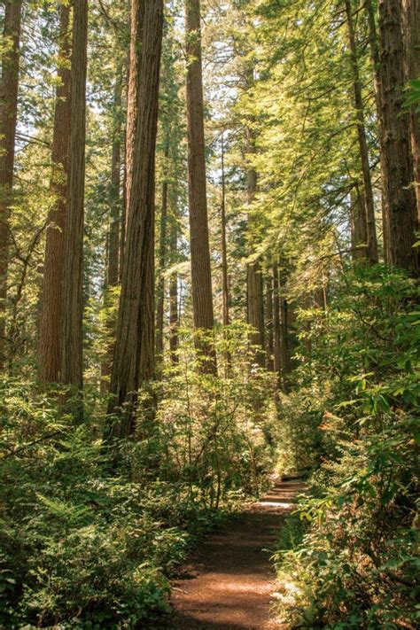 9 Best hikes in Redwood National Park | Redwood national park, National parks, National parks ...