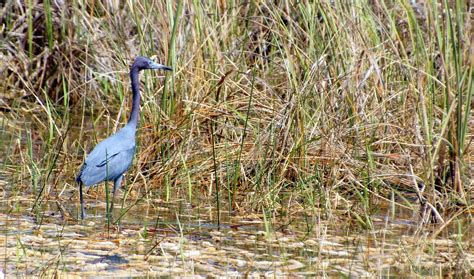 Birds of the Everglades : Southern Florida | Visions of Travel