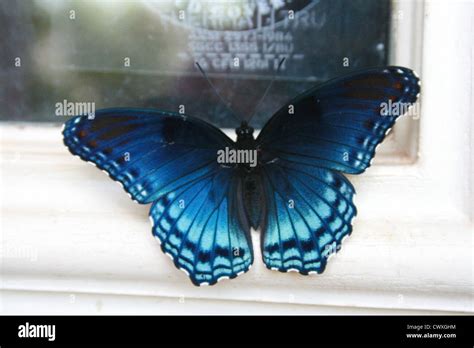 Real Blue Monarch Butterfly