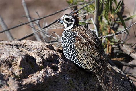 Montezuma Quail | Quail, Bird, Montezuma