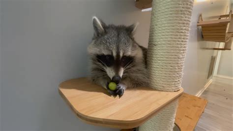 Pet Raccoon Legal States [Updated 2023] From Wild to Home