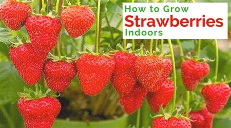 How to Grow Strawberries Indoors - Home Gardeners