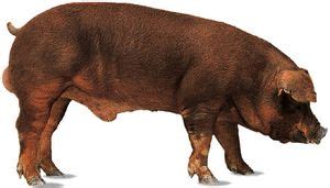 Duroc | breed of pig | Britannica.com