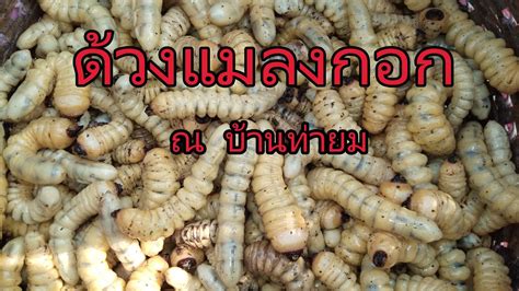 ด้วงอ้อย | ด้วงหนวดยาว | ตัวด้วง - YouTube