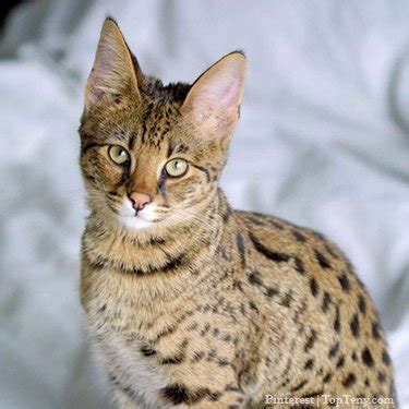 Best Serengeti Cat Breeders - Cat Kingpin