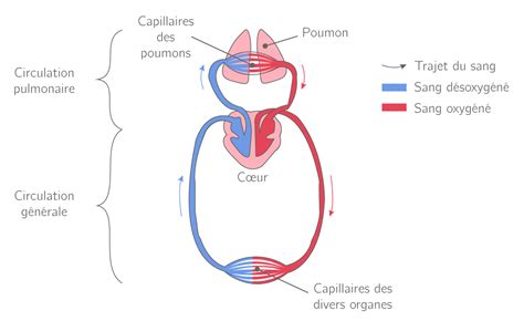 Kartable | 2nde : SVT Spécifique - Cours : L'effort et les modifications physiologiques