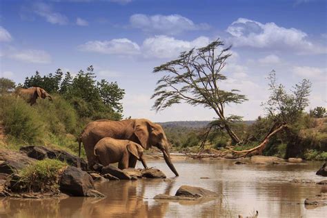 Samburu National Reserve - Shadows Of Africa