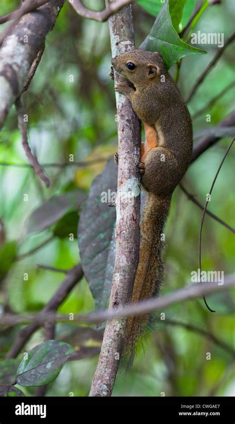 Plantain Squirrel, Callosciurus notatus, in a tree, Sabah, Malaysia ...