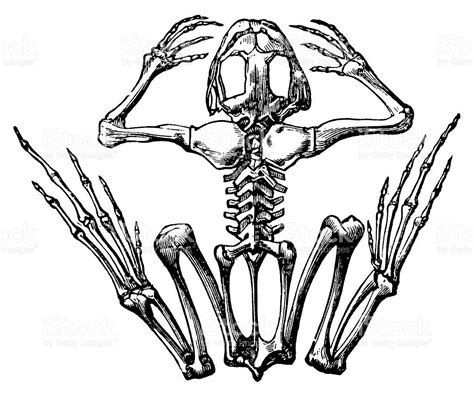 "Antique 19th-century illustration of a frog skeleton . Published in... | Printable art prints ...