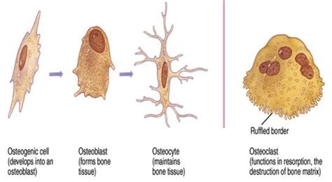 Skeletal at Pacific College Oriental Medicine - StudyBlue