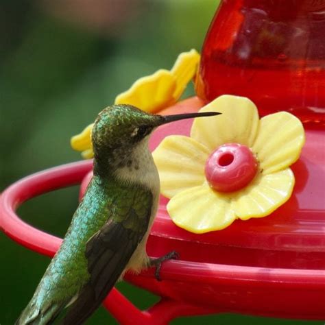 Attracting Birds - Birds and Blooms