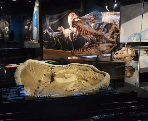 T. rex: The Ultimate Predator exhibit stomps into Science World this month | Listed