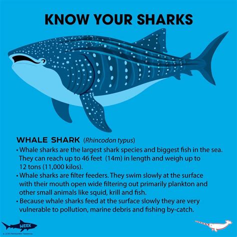 Pin by Meredith Seidl on Animal Facts | Whale shark facts, Shark facts ...