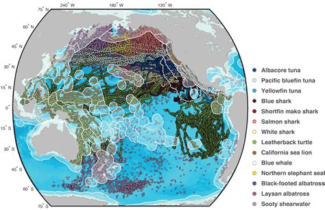 Smithsonian and Partners Map Extensive Transnational and High-Seas Travels of Migratory Marine ...