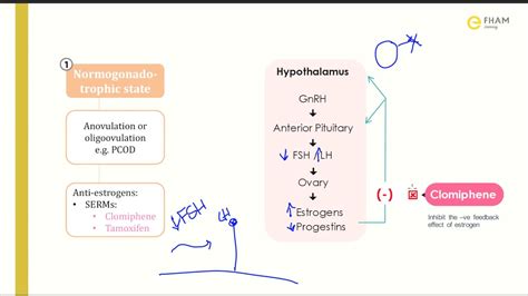 Ovulation induction | pharmacology - YouTube