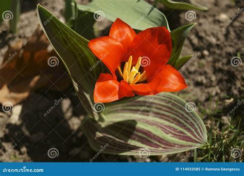 Red Tulip Growing in the Garden Stock Image - Image of decoration, beauty: 114933585