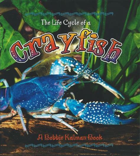 Life Cycle of a Crayfish