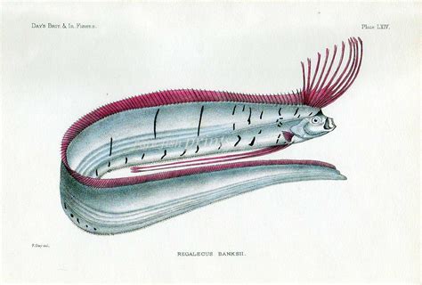 THE OARFISH print | Oarfish, Fish print, Print