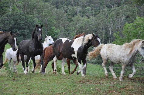 Horse Herd Running Stock - 2 by naturalhorses on DeviantArt