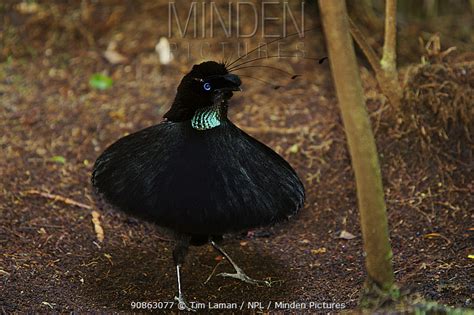 WESTERN PAROTIA stock photo - Minden Pictures