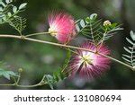 Mimosa albero Immagine gratis - Public Domain Pictures