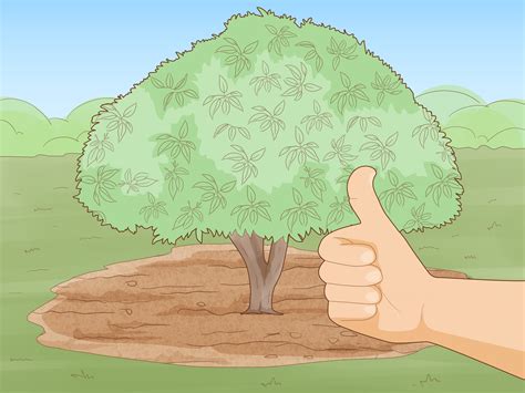 3 Ways to Take Care of an Avocado Tree - wikiHow