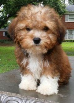 15 Pictures About yorkipoo full grown - Pets Lovers