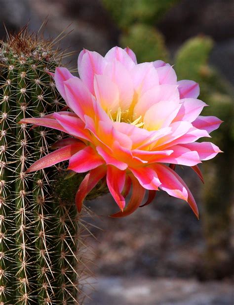 pink cereus by ruth jolly | 500px | Postcard, Cactus flower, Blooming cactus