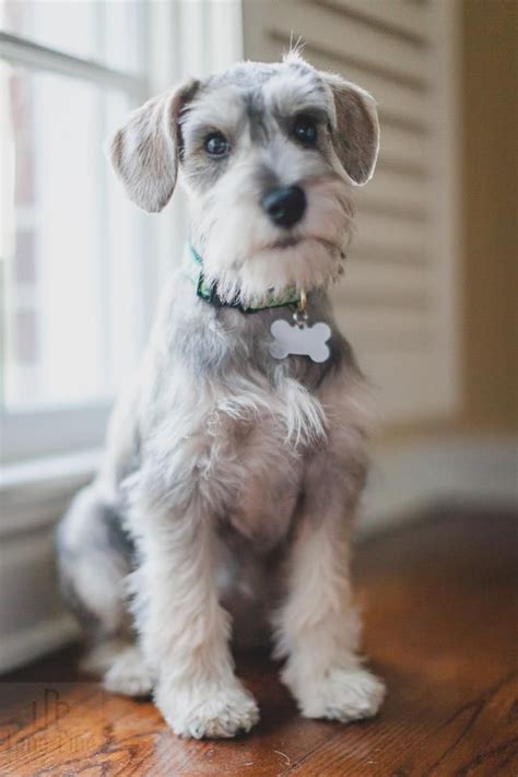 schnoodlesoffun: 25+ best ideas about Mini schnauzer puppies on Pinterest ...