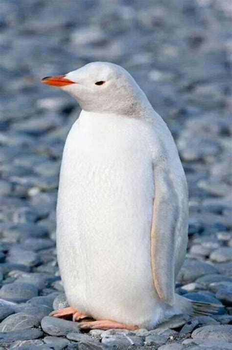 17 Extraordinary Albino and Pure-White Animals | Animals Zone