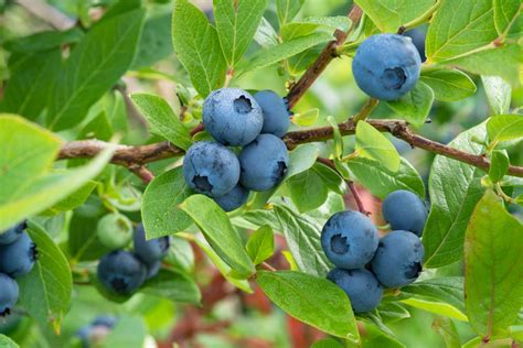 Deciding Which Blueberry Cultivars to Plant - Alabama Cooperative ...