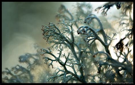 Reindeer Lichen by Vitskog on DeviantArt