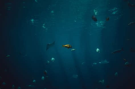 5K free download | school of fish, HD wallpaper | Peakpx