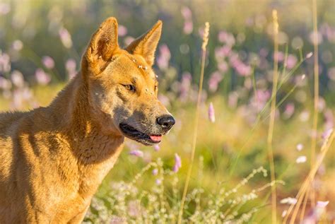 Photographing the dingoes of the Great Sandy Desert - Australian ...