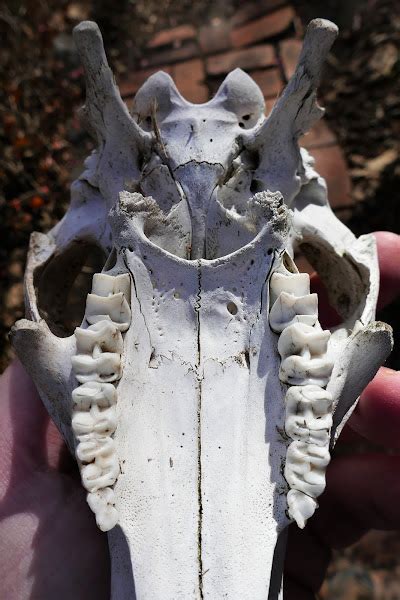 Eastern Grey Kangaroo (skull) | Project Noah