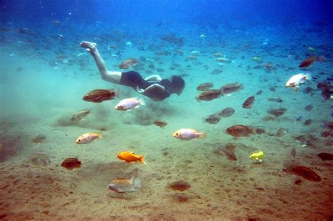 Best Snorkeling in Florida - Florida Splendors