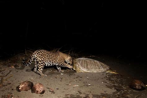 Jaguars Eating Sea Turtles | Panthera