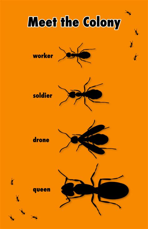 Ants: The Power of Cooperation - Super Simple