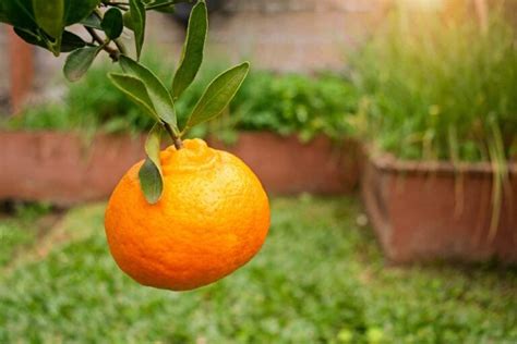 The Ponkan Tangerine Tree - Minneopa Orchards