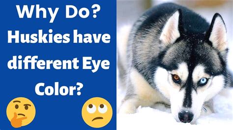 Why Do Siberian Huskies Have Different Colored Eyes