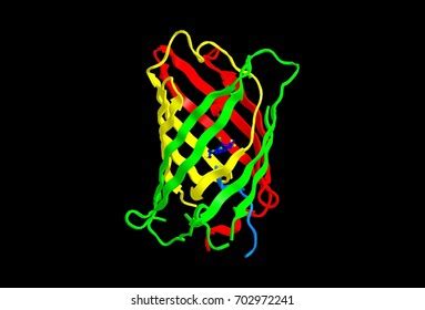 Molecular Structure Green Fluorescent Protein 3d Stock Illustration ...