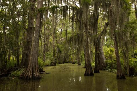 Nummer's: A swamp in Louisiana [OC] [2999x1999]