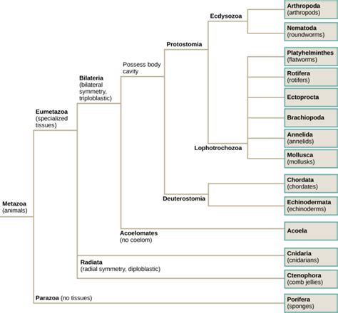 Animal Phylogeny | Biology for Majors II