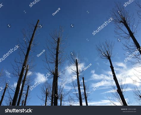 Dark Trees Silhouette Stock Photo 1335161885 | Shutterstock