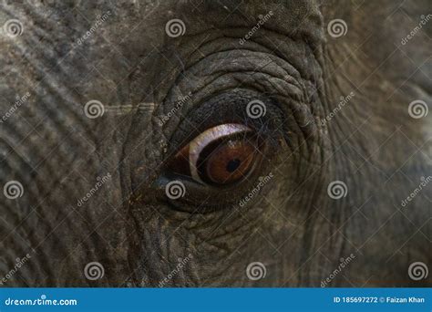 Closeup of the Eye of an Elephant Stock Photo - Image of park, cute ...