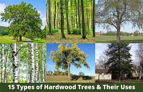 15 Types Of Hardwood Trees