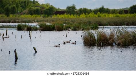 143 Peat Mining Area Images, Stock Photos & Vectors | Shutterstock